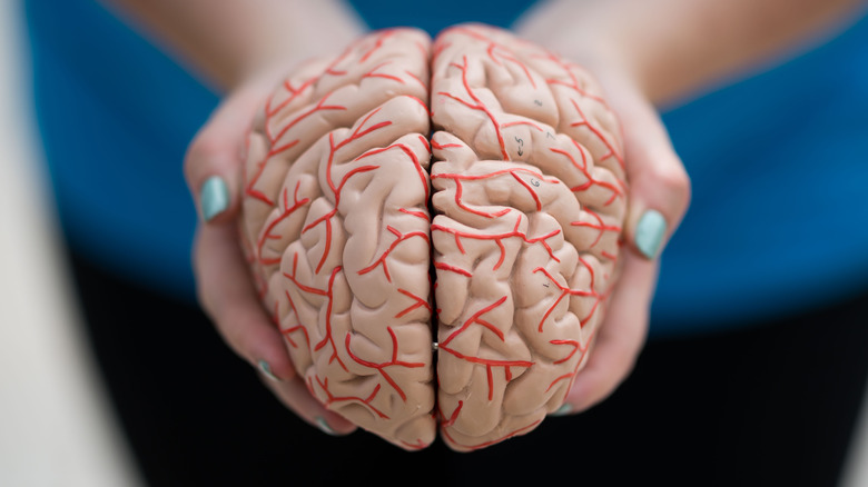 woman holds model of human brain