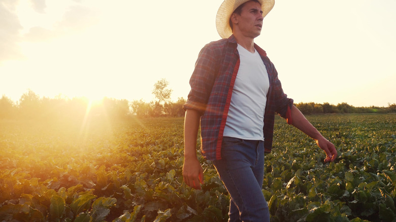 Man walking in a field