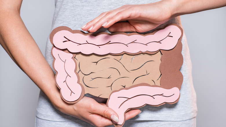 Person holding colorectal model 