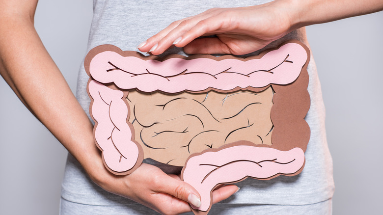 Person holding colorectal model 