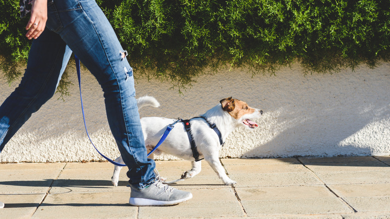 person walking a dog