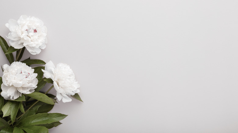 white flowers on a gray background