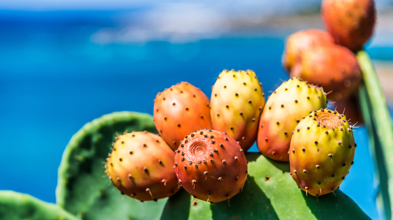A prickly pear plant with the Italian coastline out of focus in the background