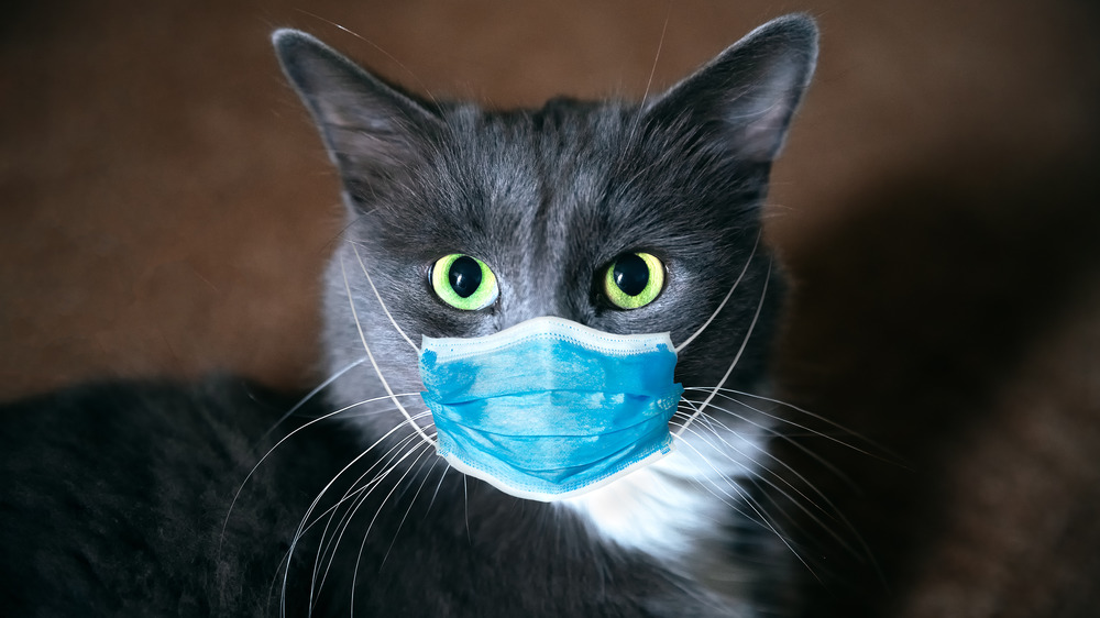 A grey and white cat in a medical mask