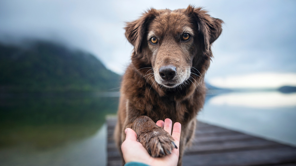 dog holding out paw