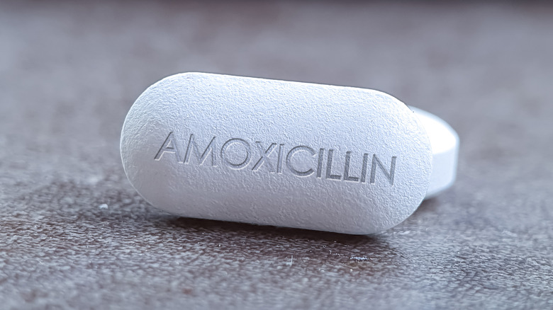 Amoxicillin Powder Amoxicillin Powder
