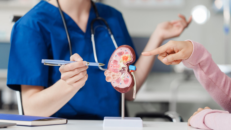 doctor explaining chronic kidney disease to patient kidney model
