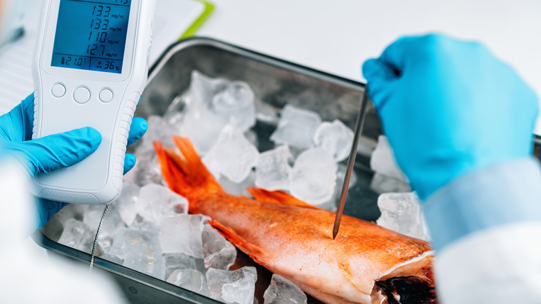 Someone testing a fish for mercury